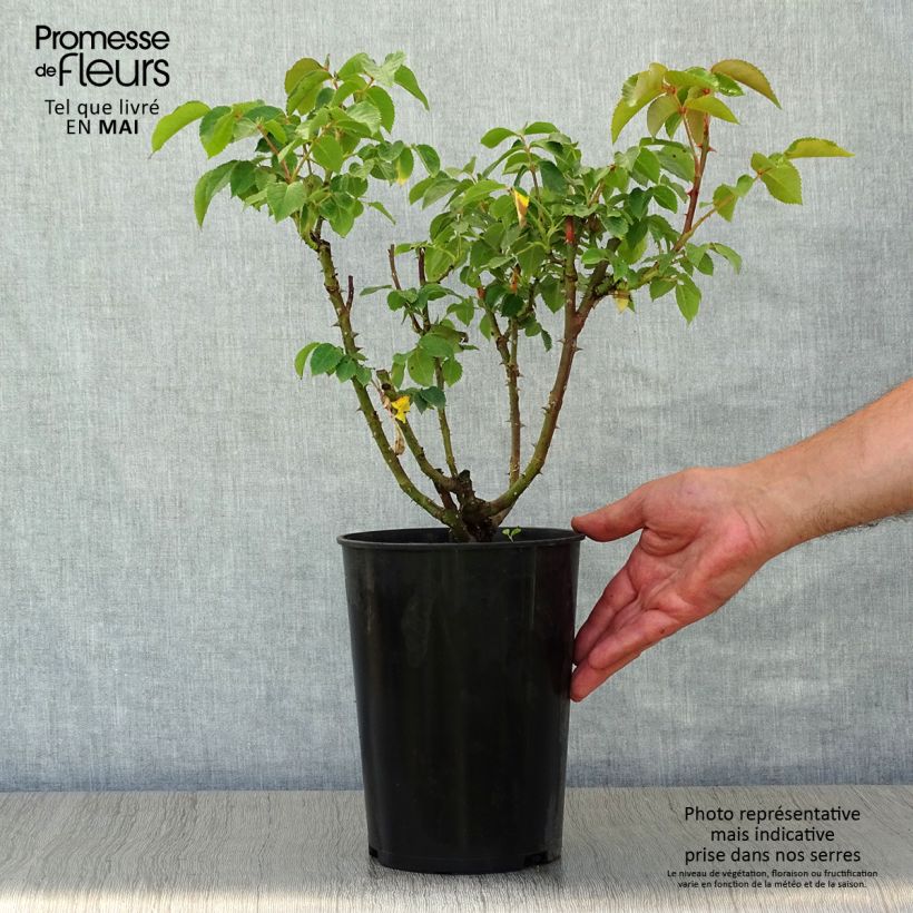 Spécimen de Rosier à grandes fleurs Sunny Sky en pot de 4L tel que livré au printemps
