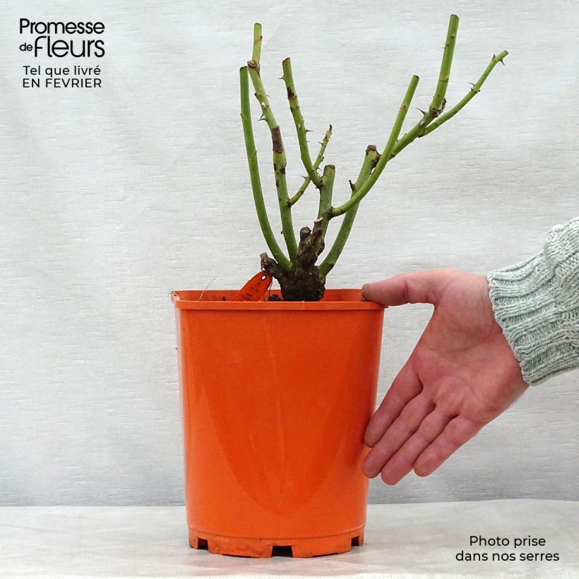 Spécimen de Rosier à grandes fleurs Sweet Eureka Pot de 4L/5L tel que livré en hiver