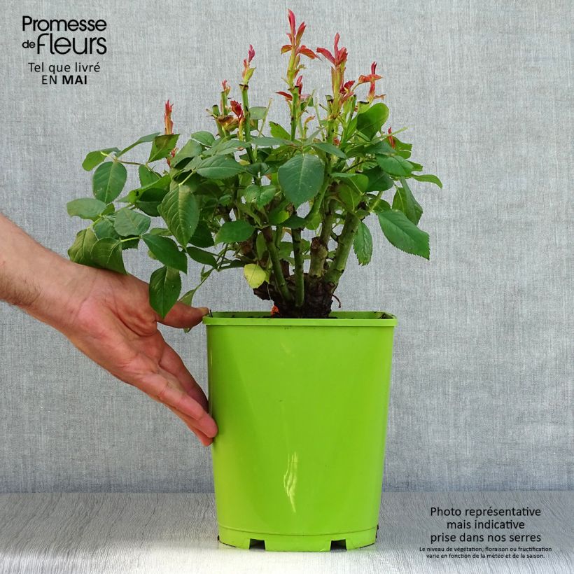 Spécimen de Rosier à grandes fleurs Sweet Eureka en pot de 4L tel que livré au printemps