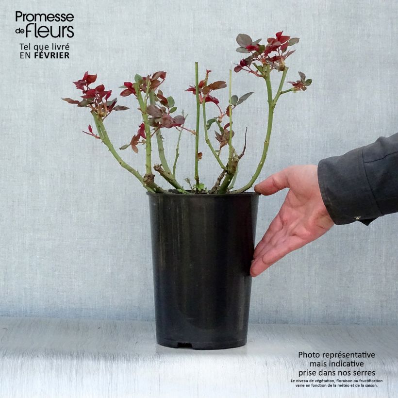 Spécimen de Rosier à grandes fleurs Sweet Love Pot de 4L/5L tel que livré en hiver