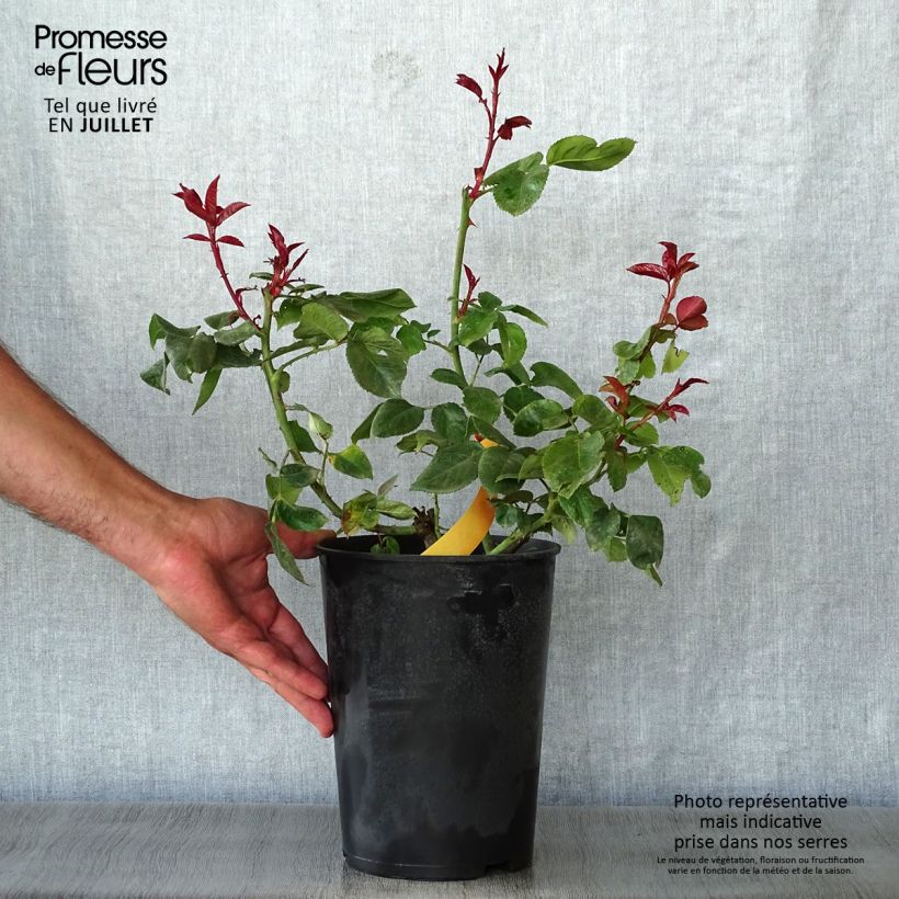 Spécimen de Rosier à grandes fleurs Terracotta Pot de 4L/5L tel que livré en été