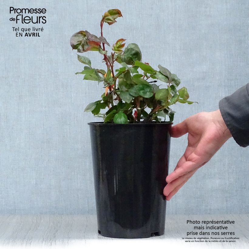 Spécimen de Rosier à grandes fleurs Terracotta en pot de 4L tel que livré au printemps