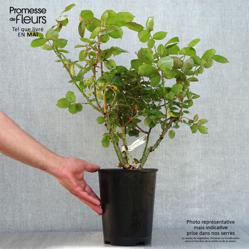 Spécimen de Rosier à grandes fleurs Thierry Marx en pot de 4L/5L tel que livré au printemps