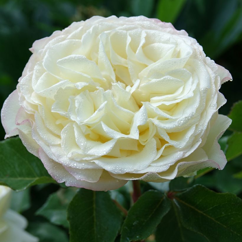 Rosier à grandes fleurs Tobago Odore (Floraison)