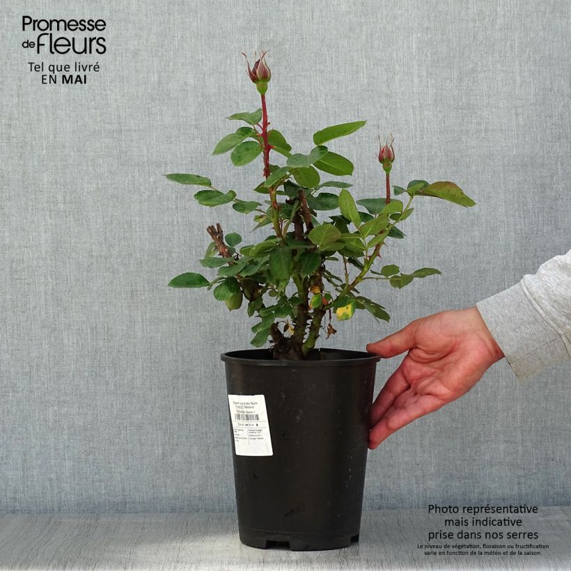 Spécimen de Rosier à grandes fleurs Traviata 'Meilavio' - pot de 4L/5L tel que livré au printemps