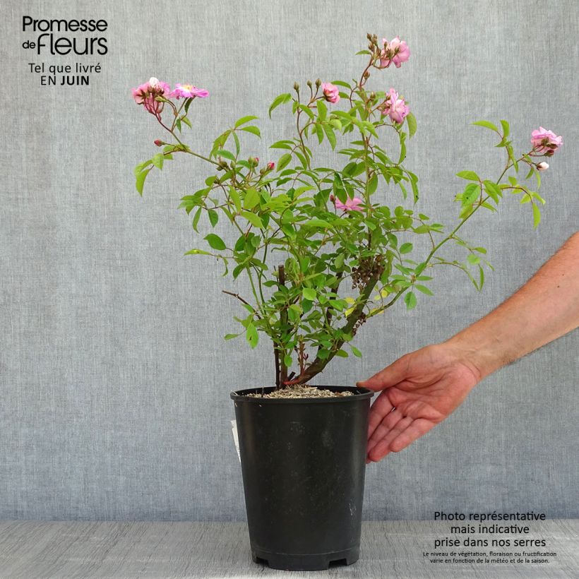Spécimen de Rosier à grandes fleurs Velasquez Meimirtylus - pot de 4L/5L tel que livré au printemps