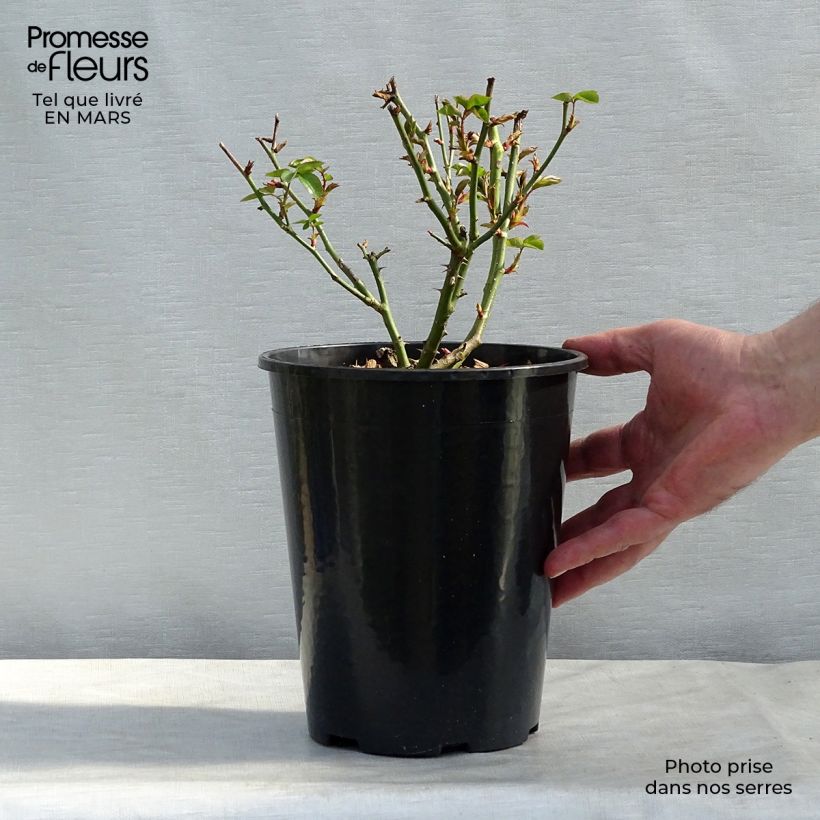 Spécimen de Rosier à grandes fleurs Virgo en pot de 4L tel que livré au printemps