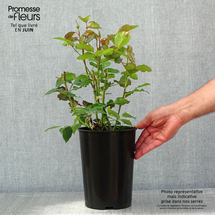 Spécimen de Rosier à grandes fleurs White Symphony en pot de 4L tel que livré au printemps