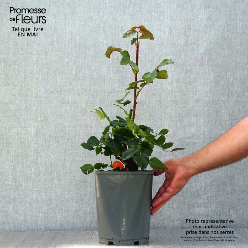 Spécimen de Rosier à grandes fleurs Yves Piaget en pot de 4L. tel que livré au printemps