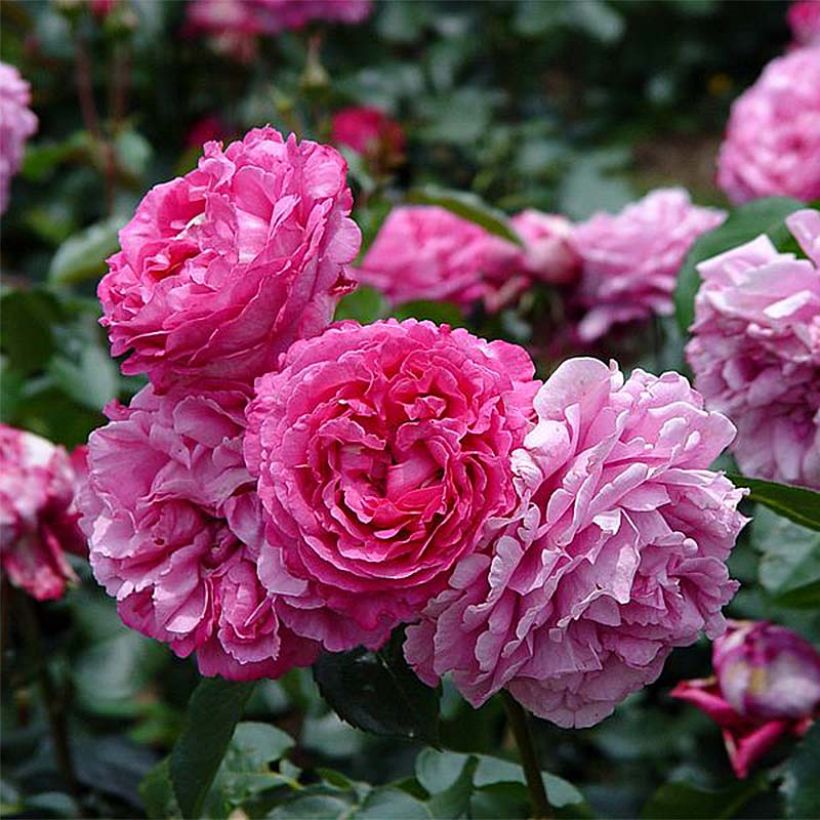 Rosier à grandes fleurs Yves Piaget (Floraison)