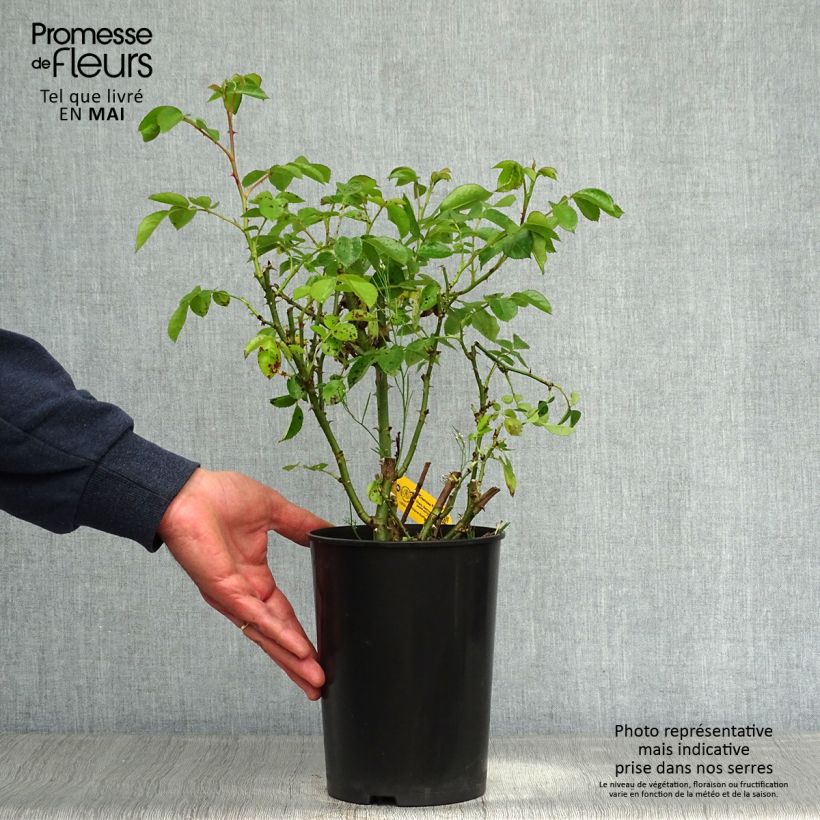 Spécimen de Rosier à massif Cremosa en pot de 2L/3L tel que livré au printemps