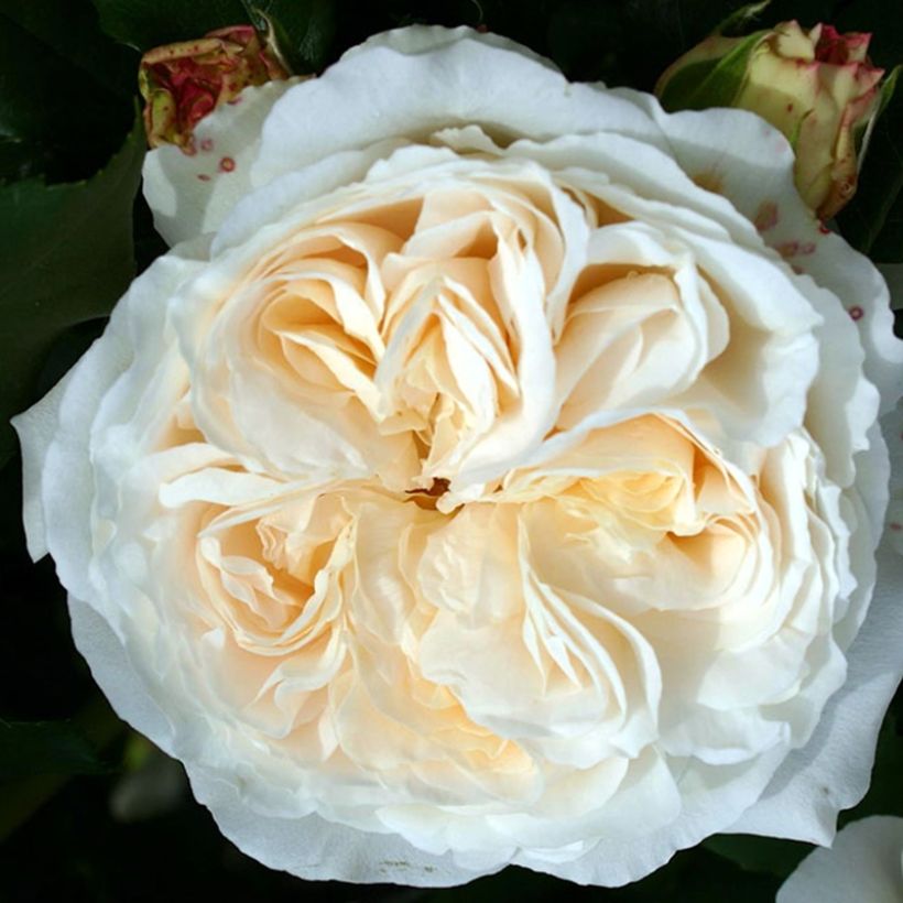 Rosa Kosmos (Floraison)