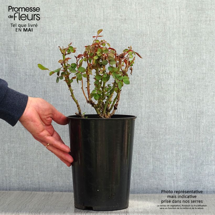 Spécimen de Rosier à massif Nadia Zerouali en pot de 4L/5L tel que livré au printemps