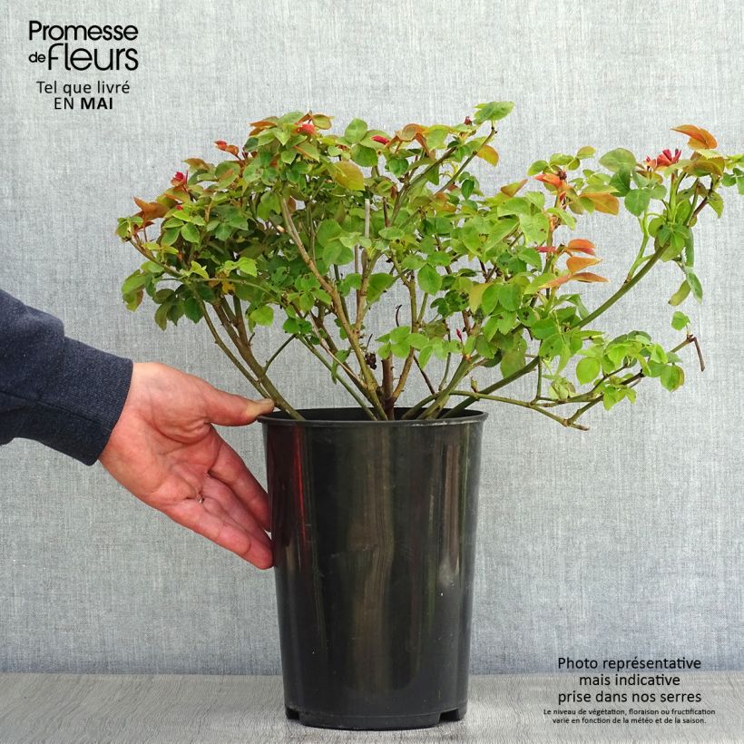 Spécimen de Rosier à massif Pear en pot de 4L/5L tel que livré au printemps