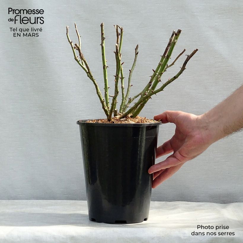 Spécimen de Rosier à massif Renée van Wegberg en pot de 4L/5L tel que livré au printemps