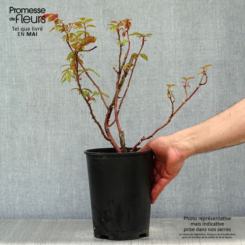 Spécimen de Rosier à massif Sweet Honey®- en pot de 4L/5L tel que livré au printemps