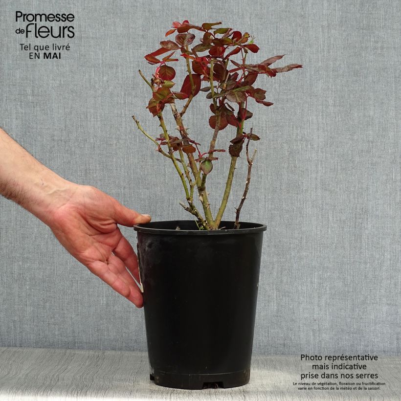 Spécimen de Rosier à massif The Times (Mariandel) Pot de 4L/5L tel que livré au printemps