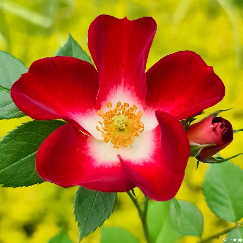 Rosier à patio Everglow Ruby (Floraison)