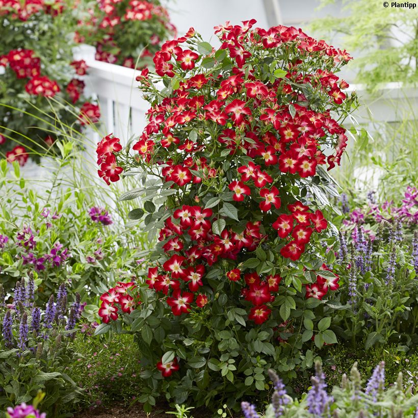 Rosier à patio Everglow Ruby (Port)