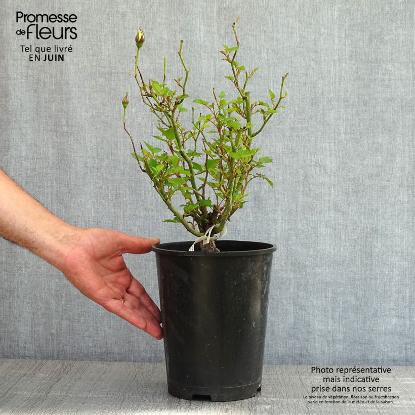 Spécimen de Rosier à pétales comestibles Picnic Bio - Pot de 4L/5L tel que livré au printemps