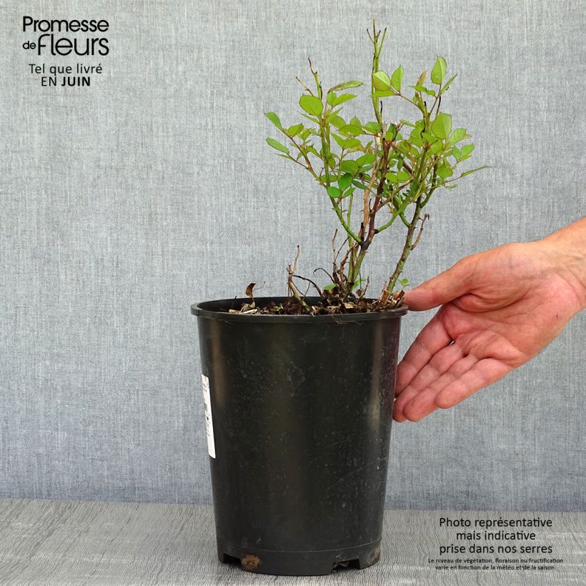 Spécimen de Rosier à pétales comestibles Romantic Date Bio - Pot de 4l/5L tel que livré au printemps