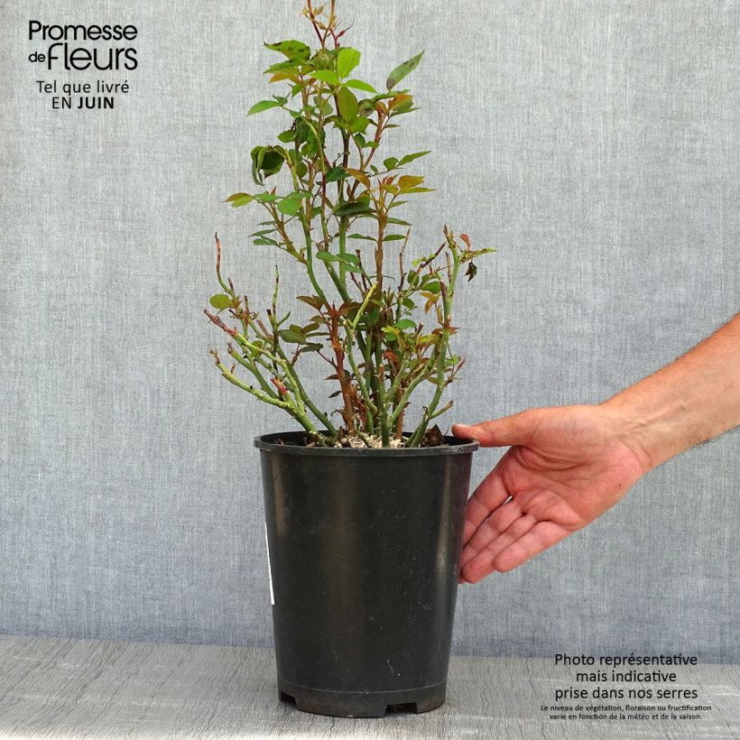 Spécimen de Rosier à pétales comestibles Tiramisu Bio - Pot de 4L/5L tel que livré au printemps