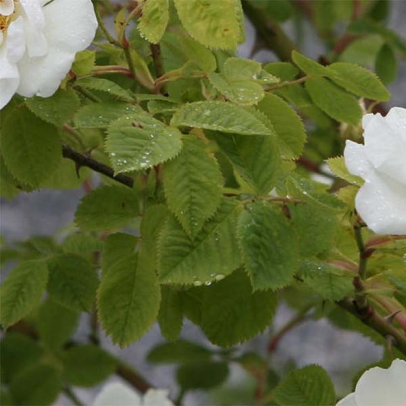 Rosier ancien Alba Suaveolens (Feuillage)