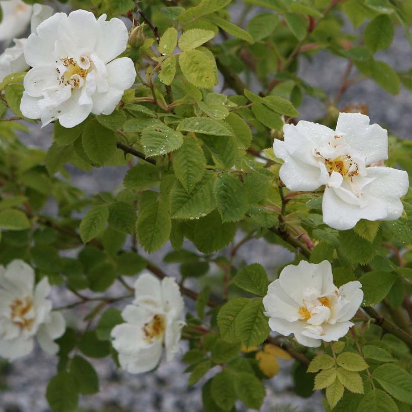 Rosier ancien Alba Suaveolens (Floraison)