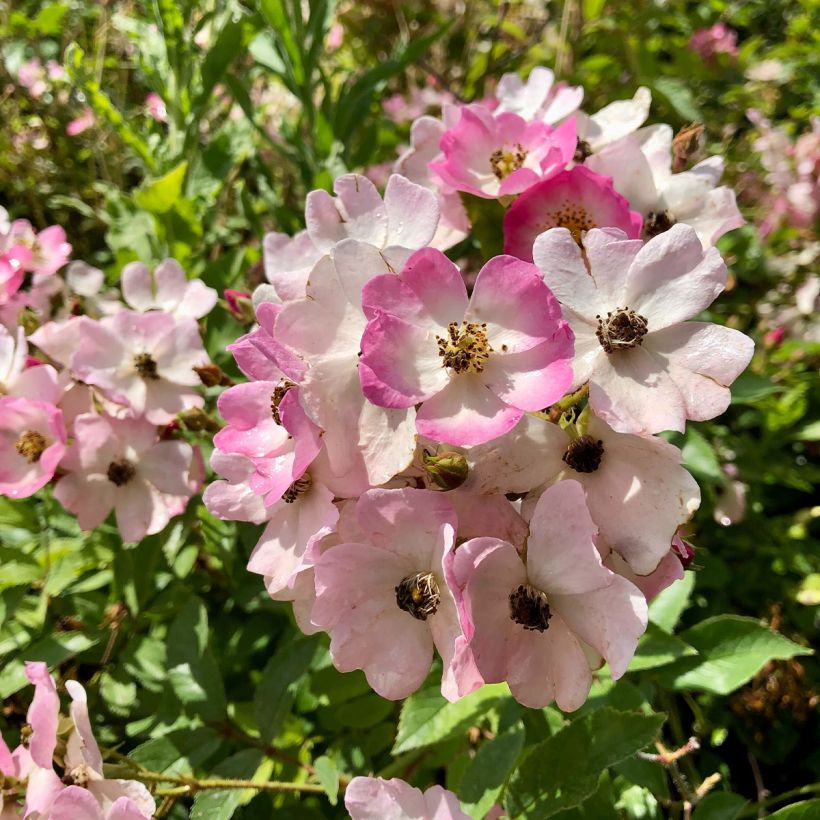 Rosier ancien Ballerina (Floraison)