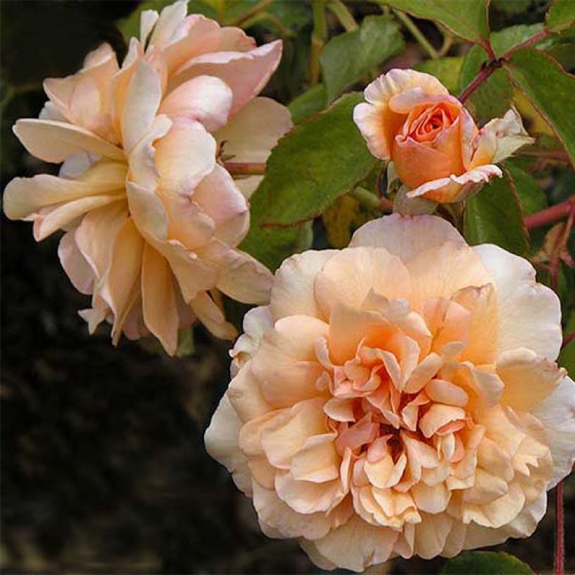 Rosier ancien Buff Beauty (Floraison)