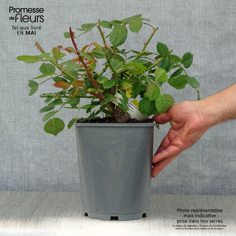 Spécimen de Rosier ancien Buff Beauty en pot de 4L tel que livré au printemps