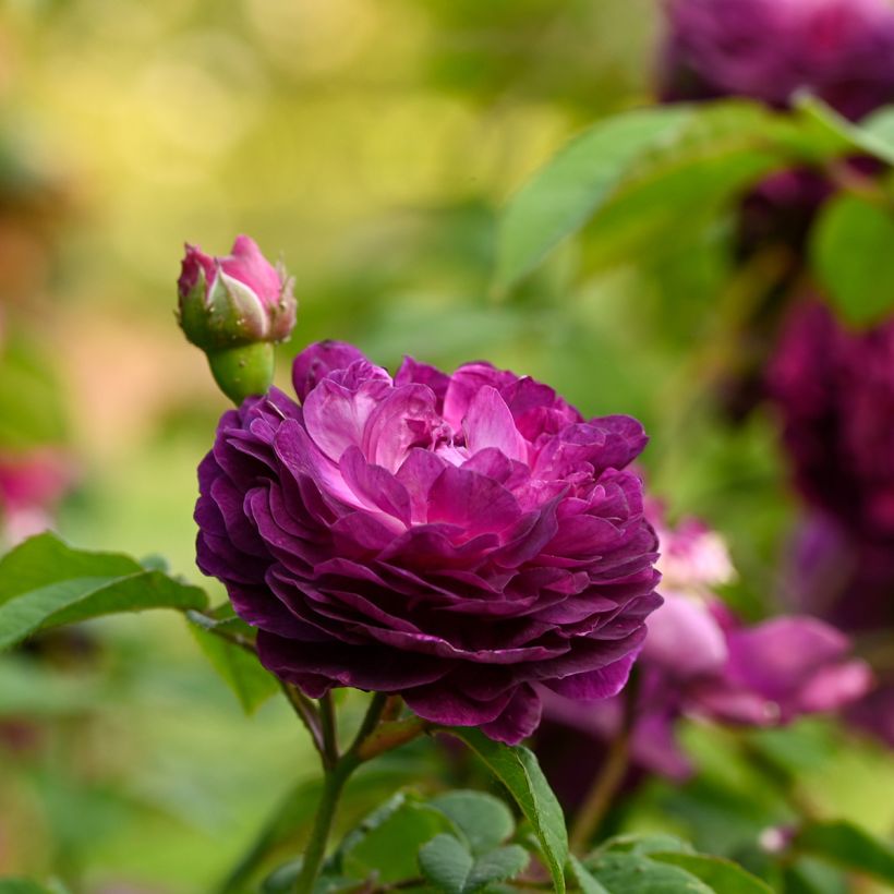 Rosier ancien Cardinal de Richelieu (Floraison)