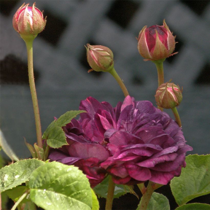 Rosier ancien Cardinal de Richelieu (Floraison)