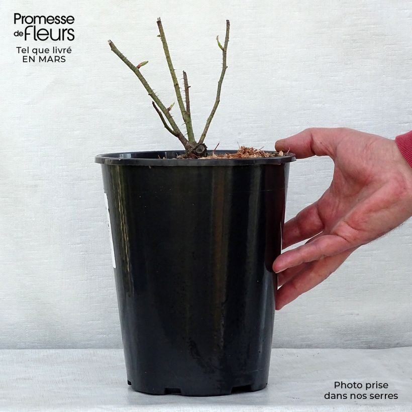 Spécimen de Rosier ancien Centifolia Muscosa en pot de 4L tel que livré au printemps