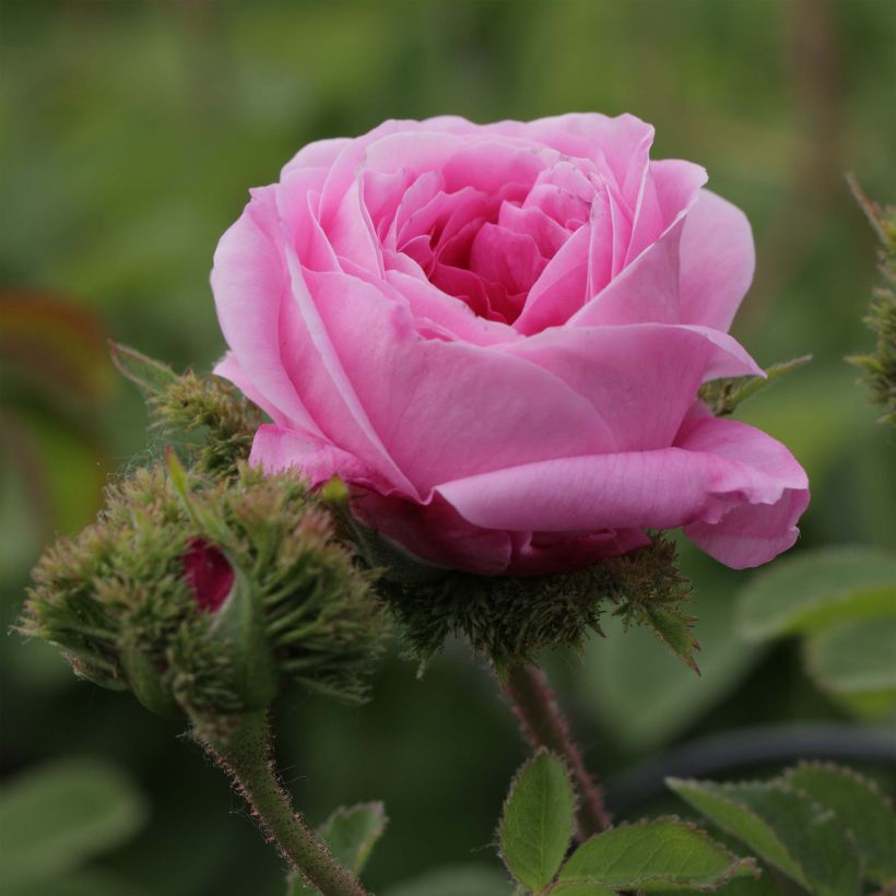 Rosier ancien Chapeau de Napoléon (Floraison)