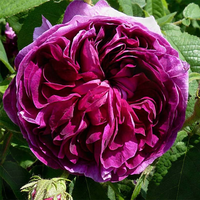 Rosier ancien Charles de Mills (Floraison)