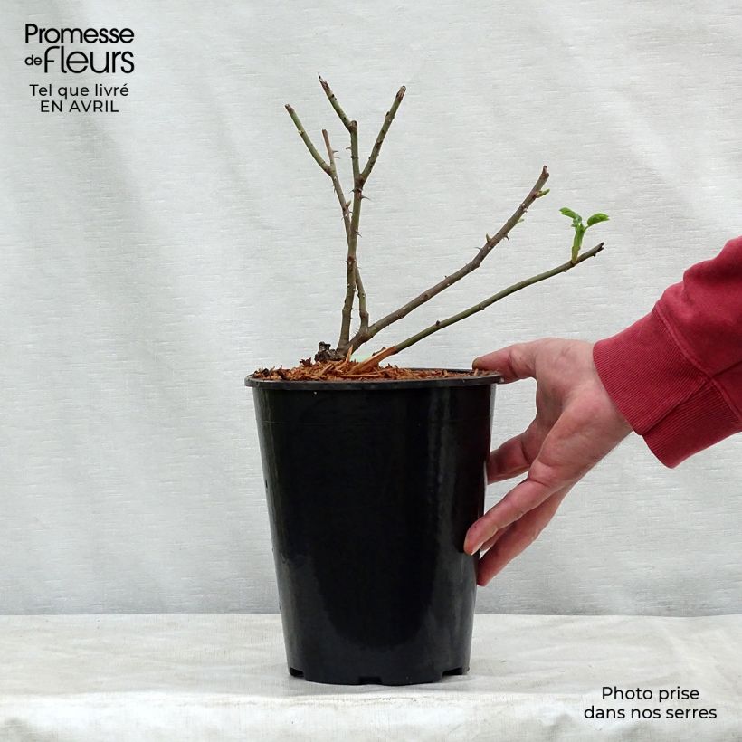 Spécimen de Rosier ancien Cuisse de Nymphe en pot de 4L tel que livré au printemps