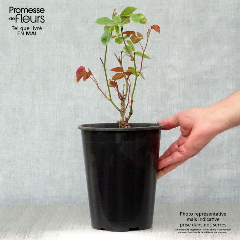 Spécimen de Rosier ancien Dainty Bess en pot de 4L tel que livré au printemps