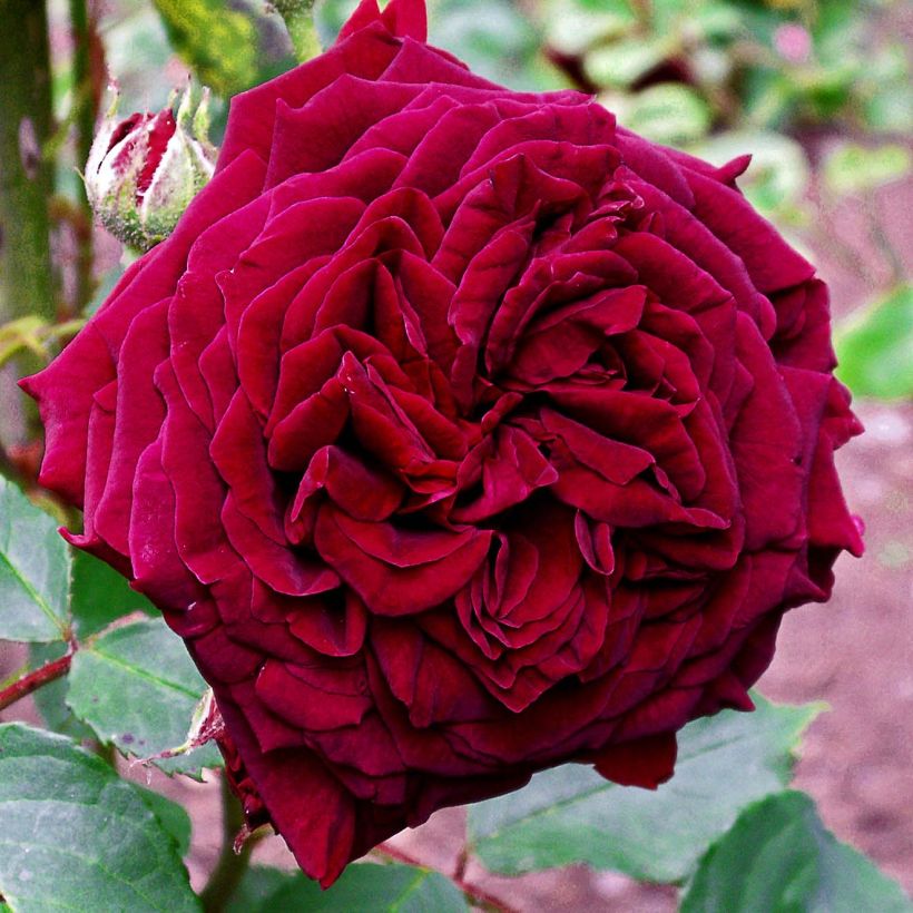 Rosier ancien Empereur du Maroc (Floraison)