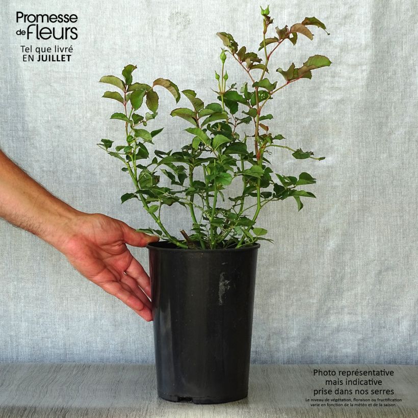 Spécimen de Rosier ancien Felicia Pot de 4L/5L tel que livré en été