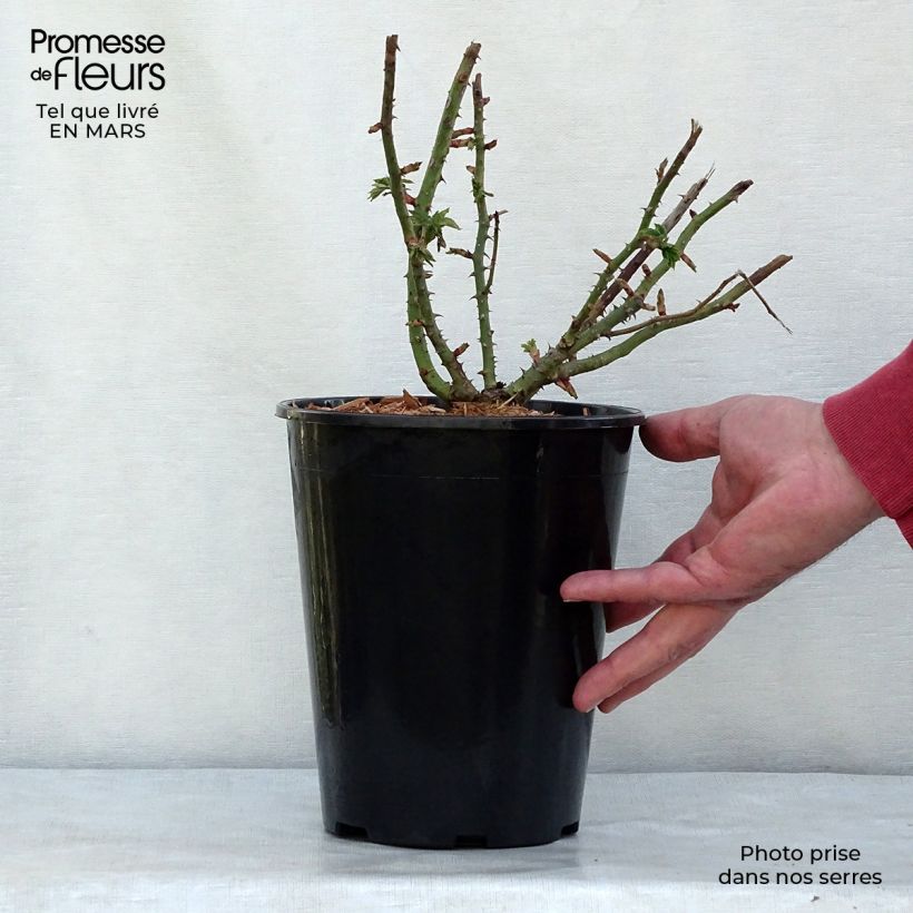 Spécimen de Rosier ancien Ferdinand Pichard en pot de 4L tel que livré au printemps