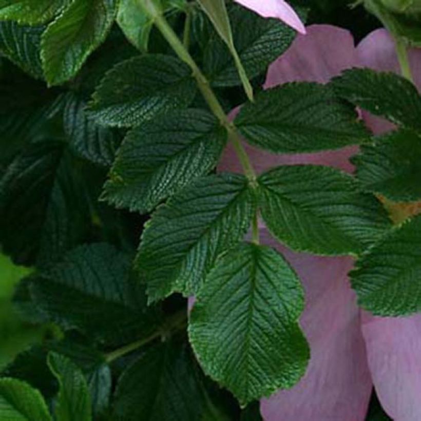 Rosier rugosa Frau Dagmar Hastrup (Feuillage)