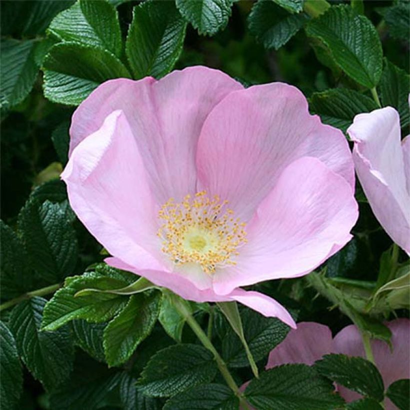 Rosier rugosa Frau Dagmar Hastrup (Floraison)