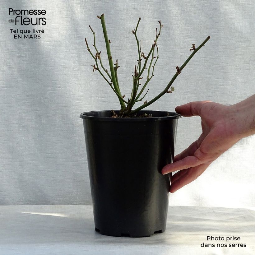 Spécimen de Rosier ancien Ghislaine de Féligonde en pot de 4/5L tel que livré au printemps