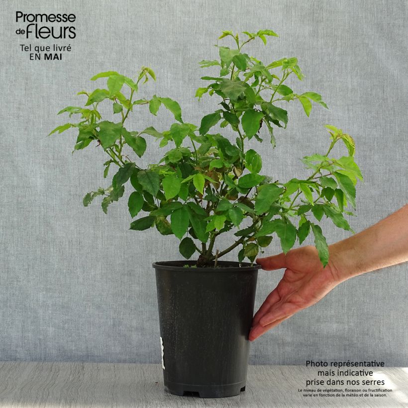 Spécimen de Rosier ancien Gros Provins Panaché - Pot de 4L/5L tel que livré au printemps