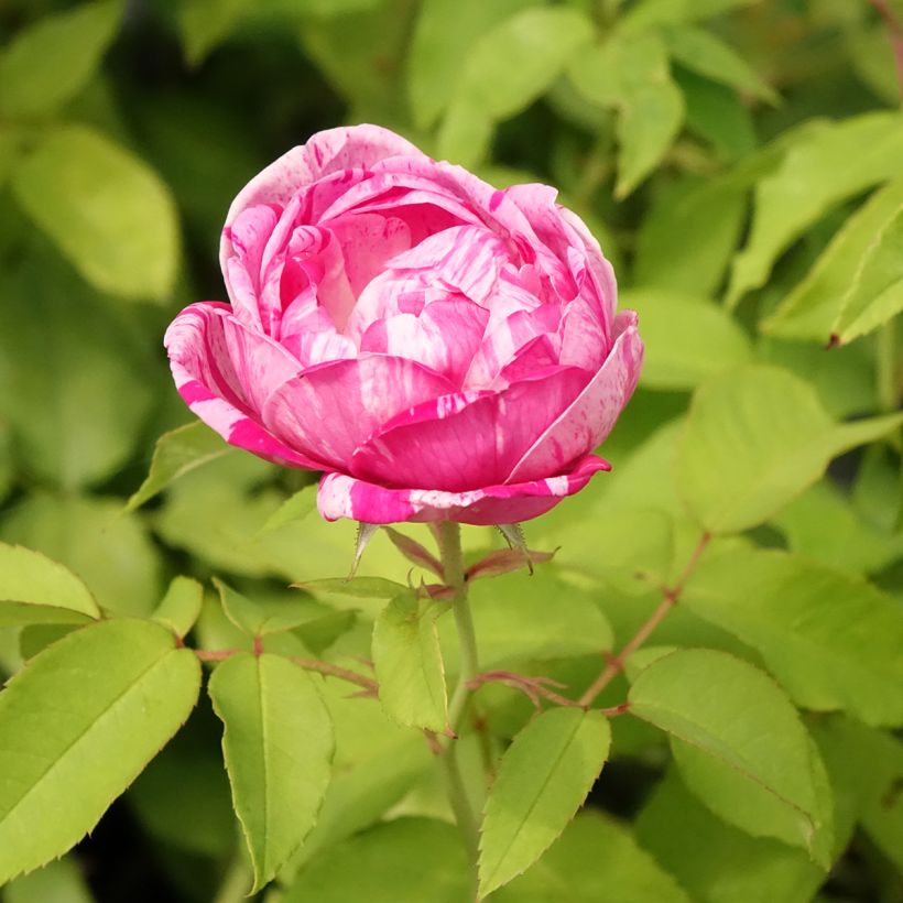 Rosier ancien Gros Provins Panaché (Floraison)