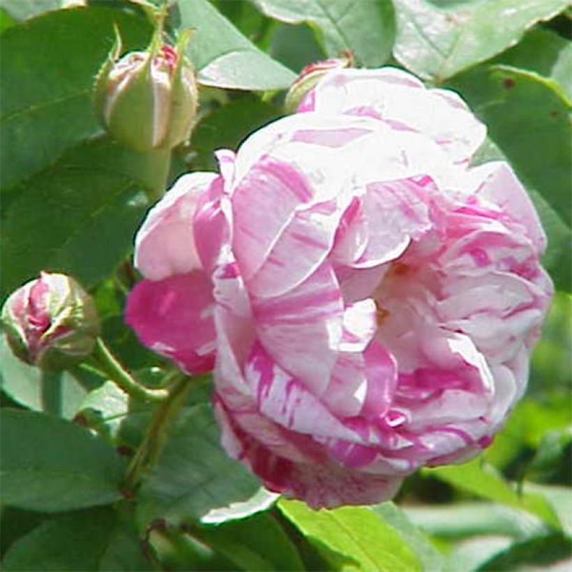 Rosier ancien Honorine de Brabant (Floraison)