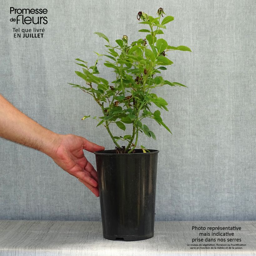 Spécimen de Rosier ancien Jacqueline du Pré Pot de 4L/5L tel que livré en été