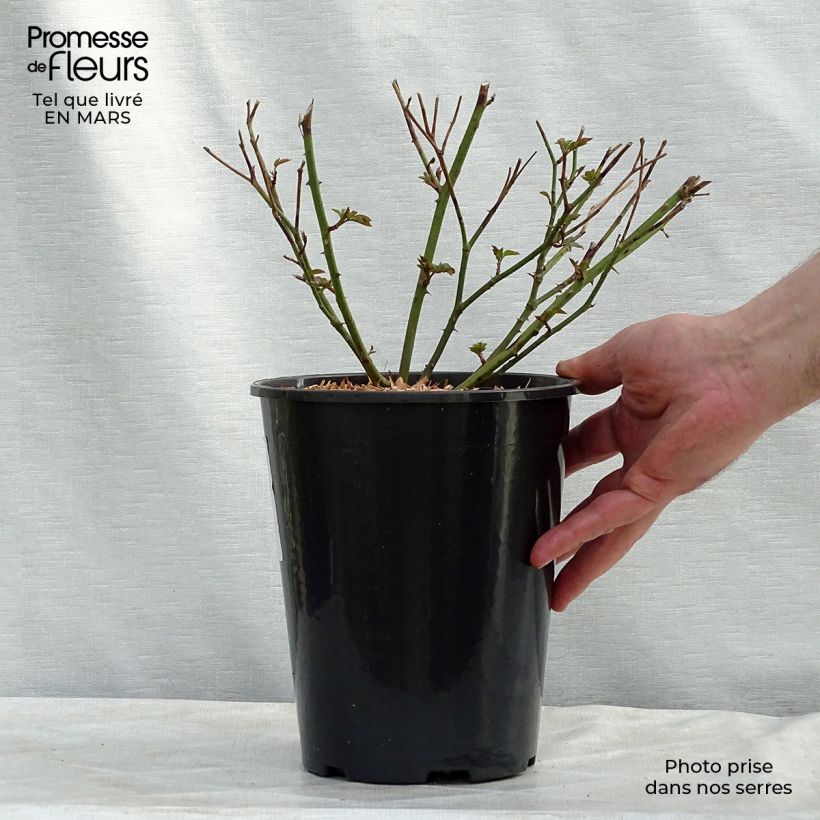 Spécimen de Rosier ancien Little White Pet en pot de 4L tel que livré au printemps