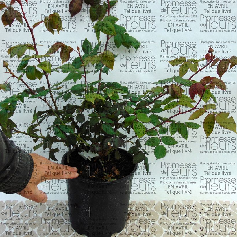 Exemple de spécimen de Rosier ancien Madame Ernest Calvat en pot de 4L tel que livré